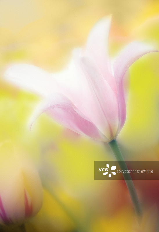 郁金香，图利帕图片素材