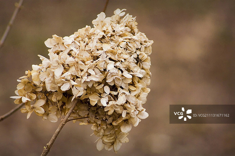 绣球花图片素材