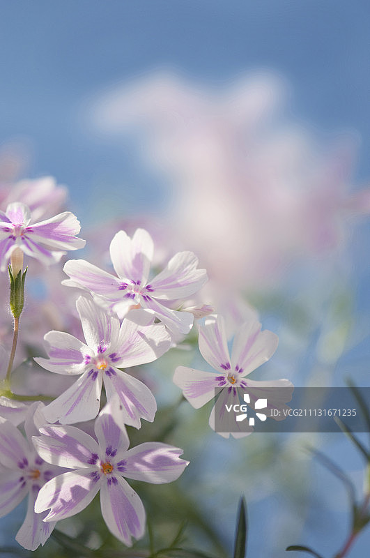 丛生福禄考图片素材