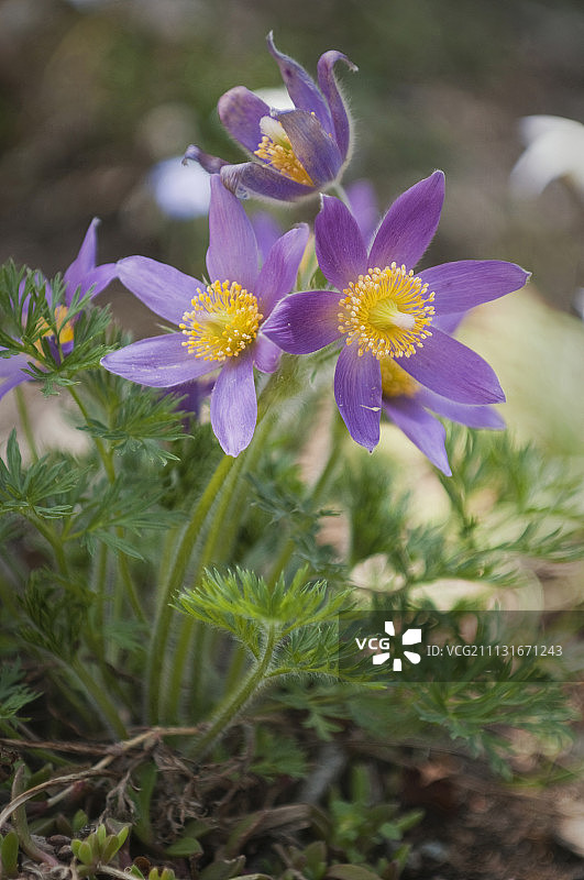 白头翁图片素材