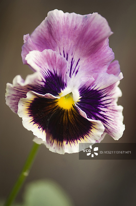 紫褐色三色堇图片素材