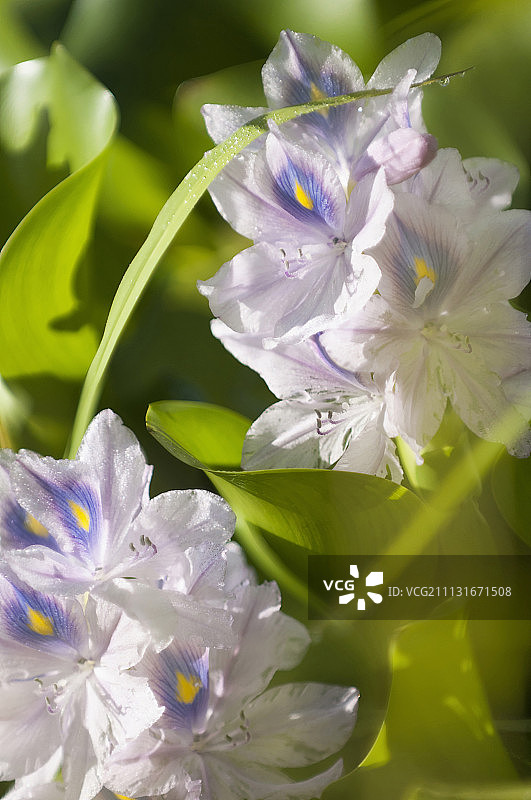 凤眼蓝图片素材