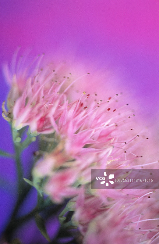 冰叶日中花，八宝景天图片素材