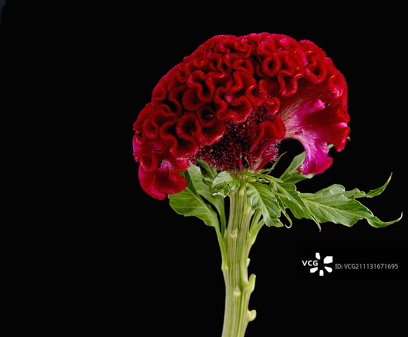 鸡冠花图片素材