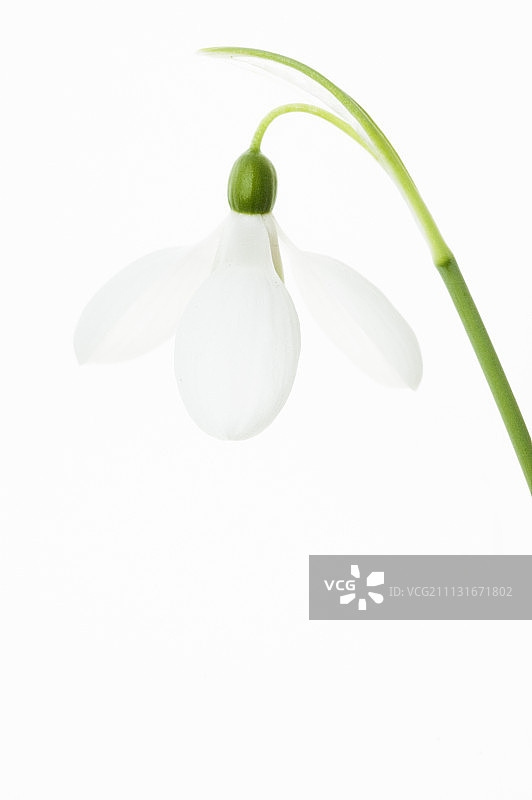 雪滴花图片素材