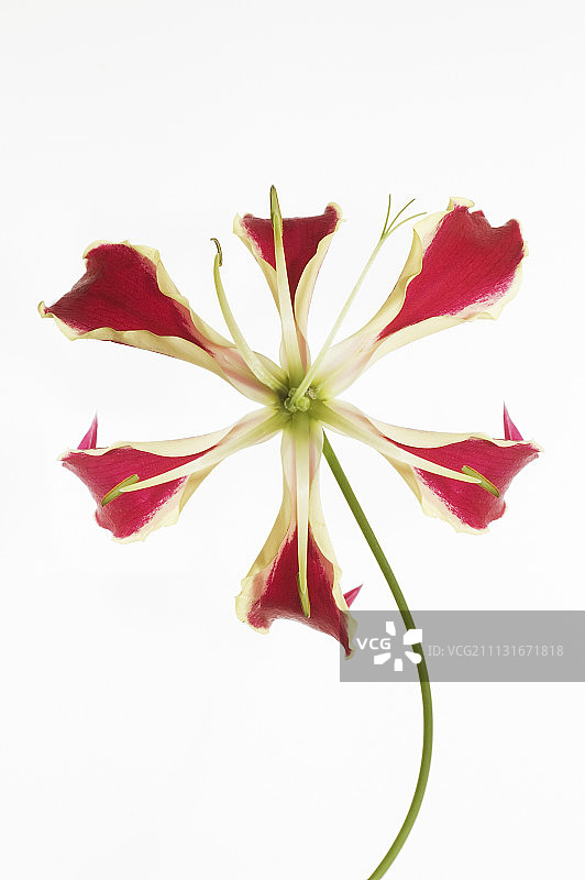 嘉兰百合图片素材