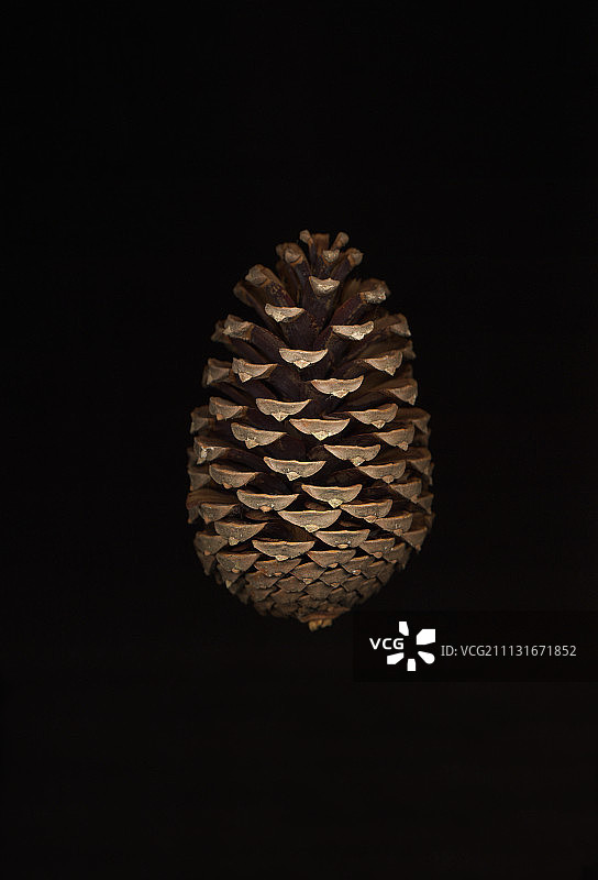 冷杉、松树、云杉、松属图片素材