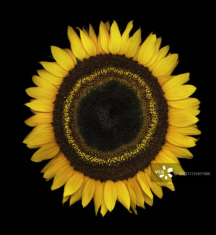 向日葵图片素材