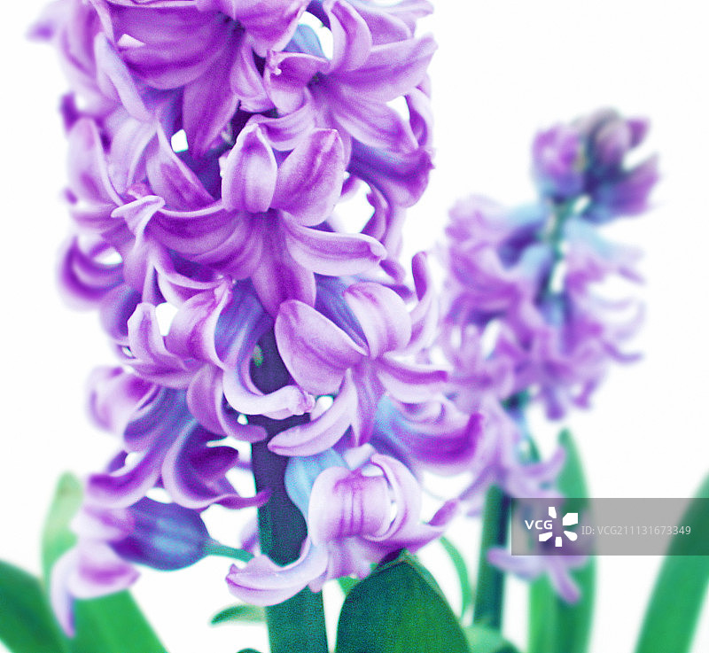 风信子图片素材