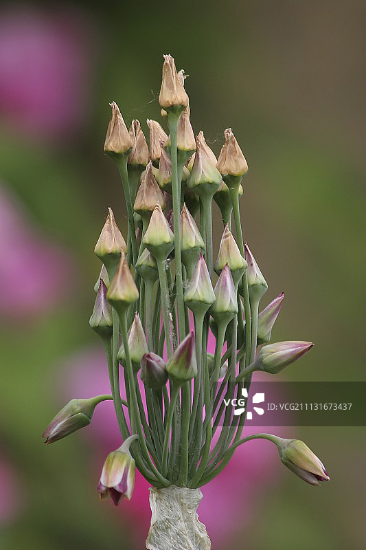 蒜, 多花蒜图片素材