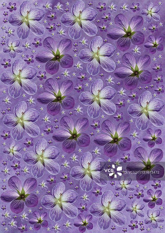 老鹳草图片素材