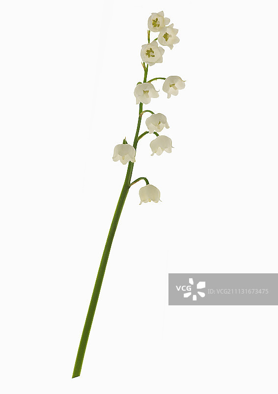 铃兰特写图片素材