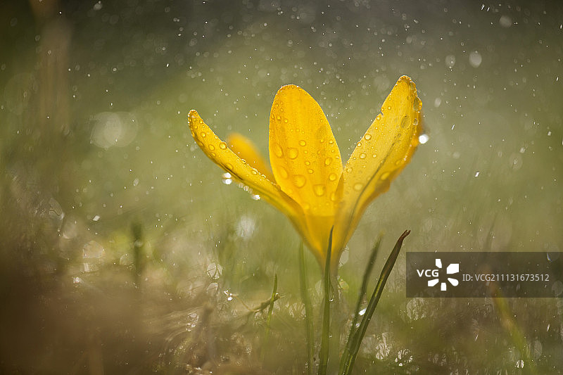 雨中的黄色番红花图片素材