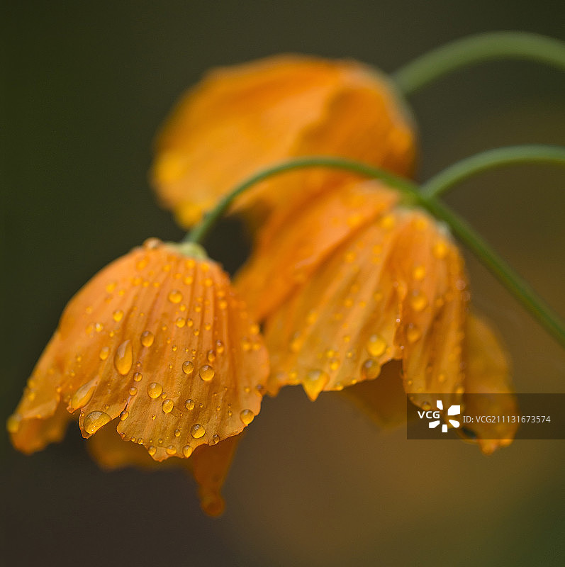 冰岛罂粟花，橙色花朵覆盖着雨滴图片素材