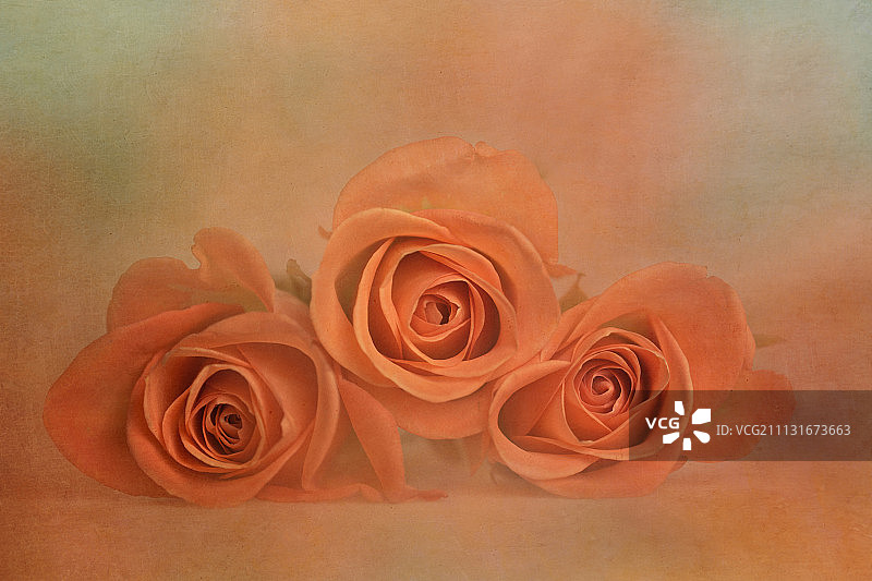 三朵橙色玫瑰图片素材