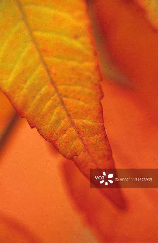 火炬漆图片素材