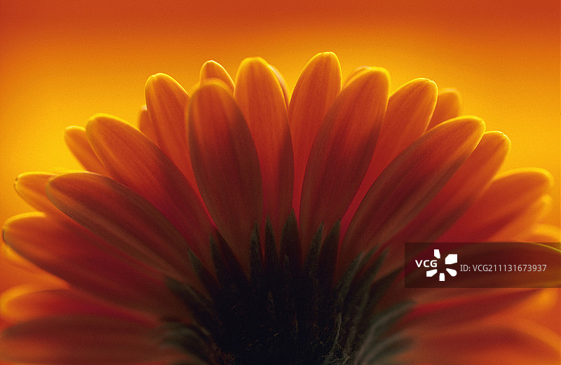 非洲菊。图片素材