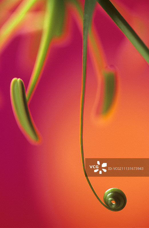 嘉兰百合图片素材