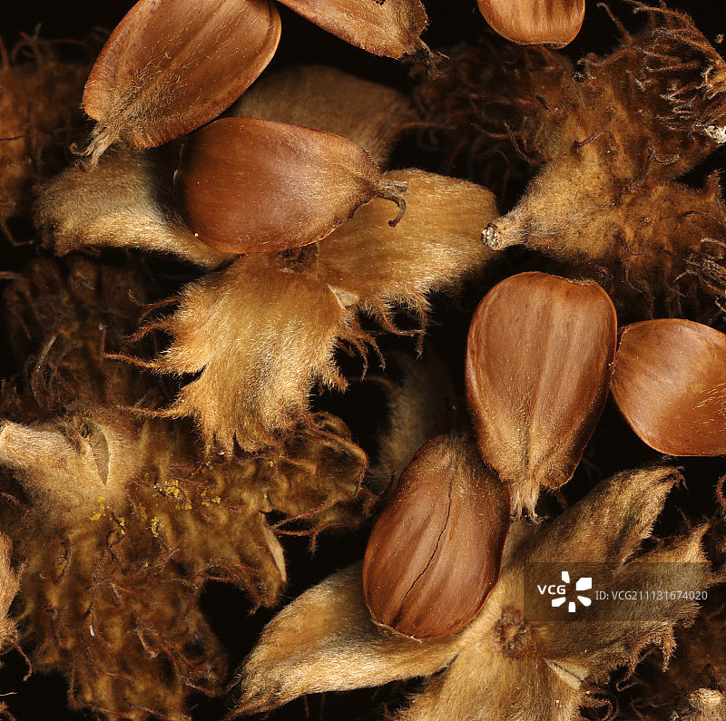 山毛榉图片素材