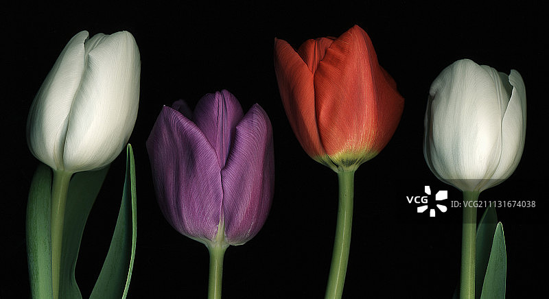 郁金香，图利帕图片素材