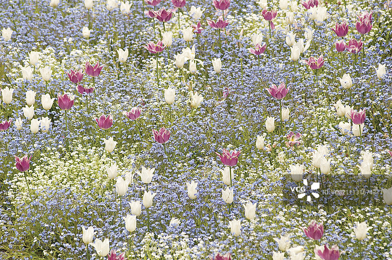 郁金香，图利帕图片素材