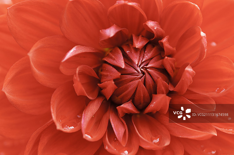 大丽花。图片素材