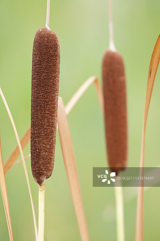香蒲，Typha latifolia图片素材