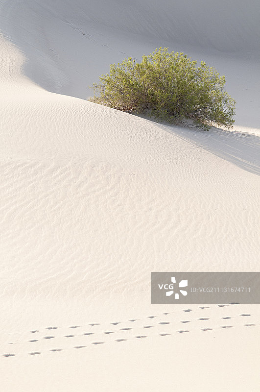 愈创木灌木图片素材