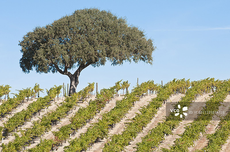 葡萄藤图片素材