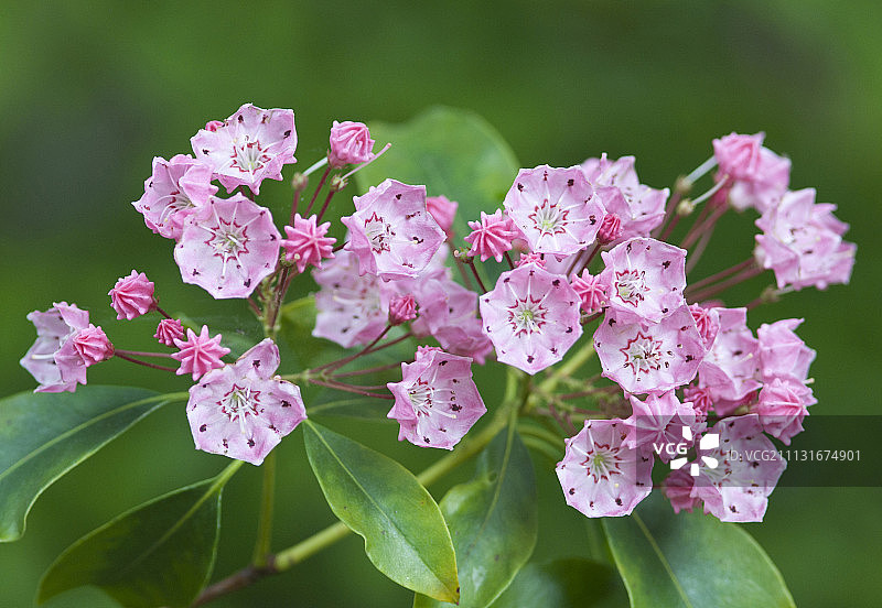 美国劳雷尔，Kalmia Latifolia“Clementine Churchill”。图片素材