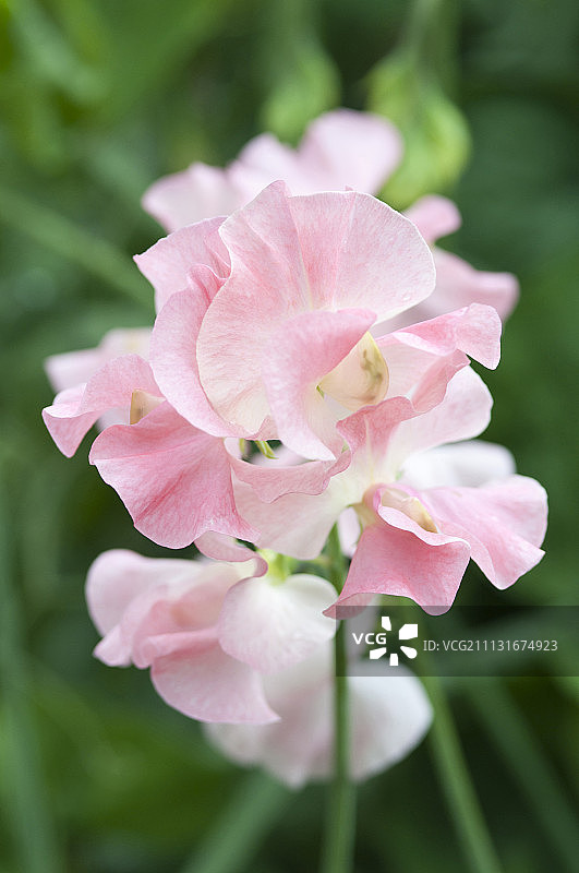 香豌豆图片素材