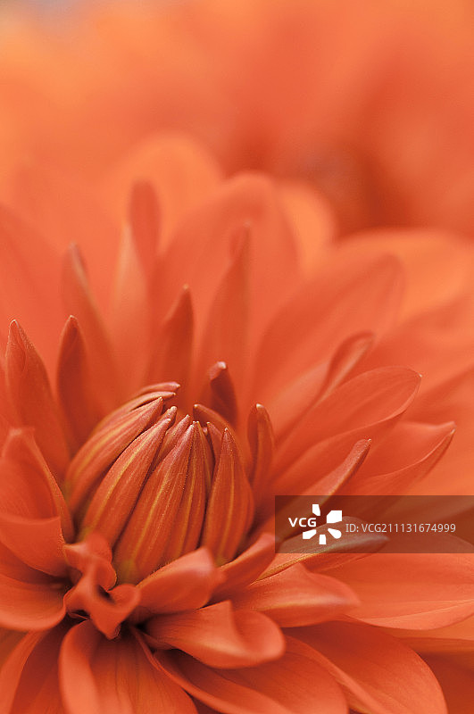 大丽花 ‘施塔特斯普雷姆贝格’图片素材