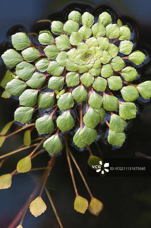 Ludwigia sedioides，马赛克花图片素材