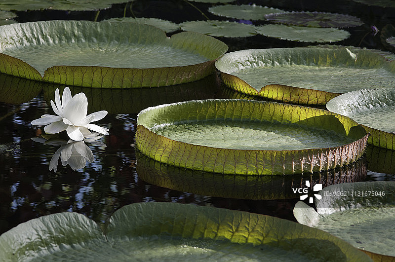 睡莲，巨型睡莲，克鲁兹王莲。图片素材