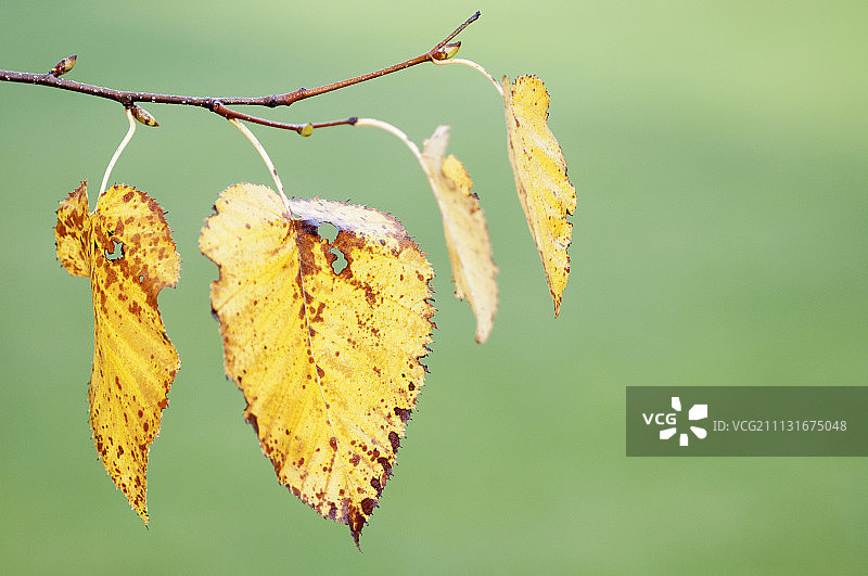 白桦树图片素材