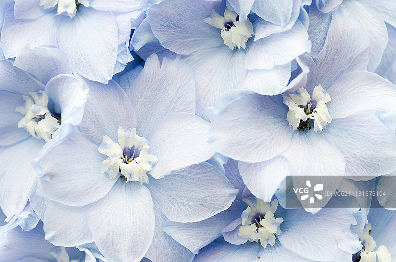 翠雀花 ‘特鲁迪’图片素材