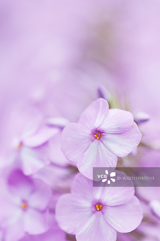 草甸福禄考花图片素材