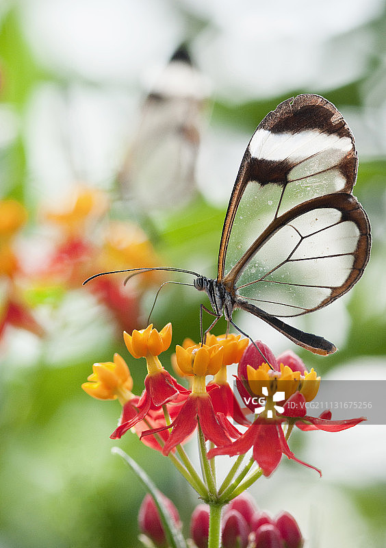 玻璃翅膀蝴蝶，Greta Oto以马利筋为食图片素材