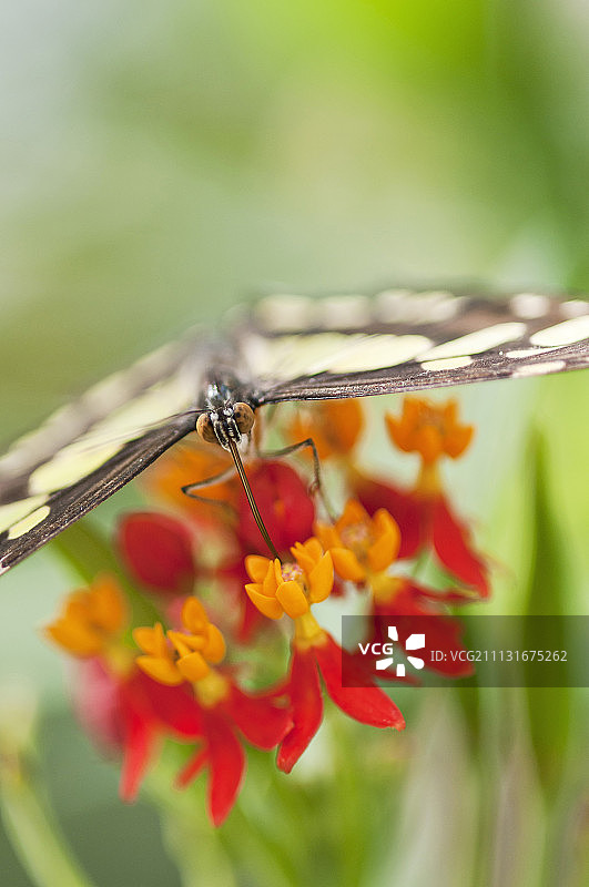 蝴蝶采食马利筋图片素材