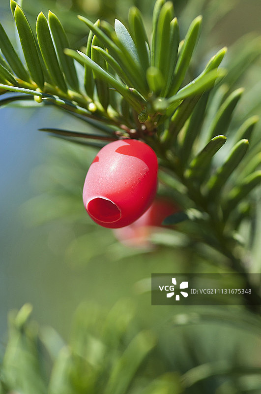 红豆杉的肉质红色果实图片素材