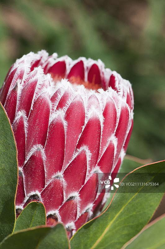 帝王花：部分开放的单花头，周围环绕着分层粉红色苞片，带有柔软的白色羽毛边缘图片素材