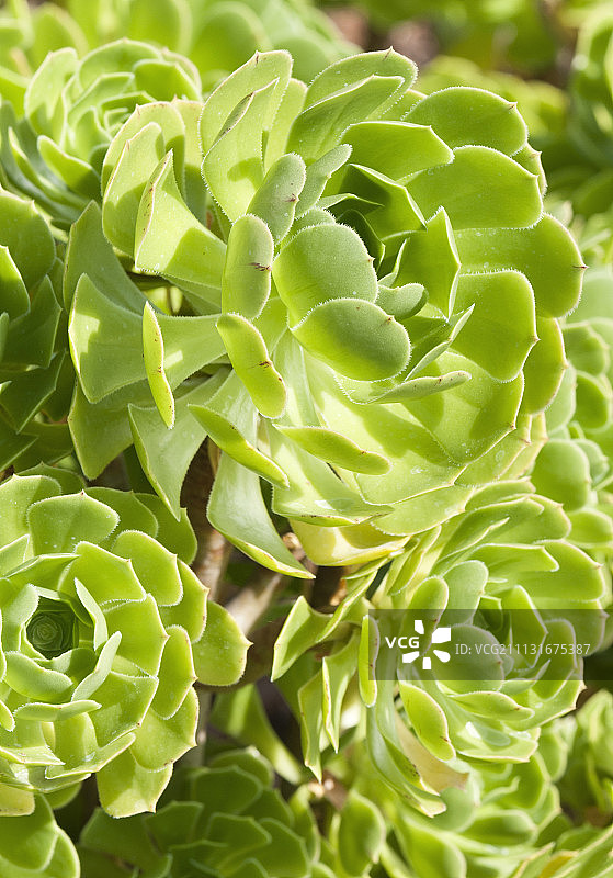 莲花掌特写图案图片素材