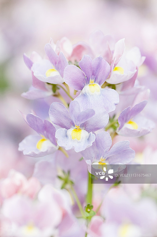 紫花香雪兰特写图片素材