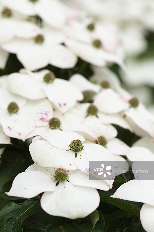开花的日本 Cornus kousa 山茱萸图片素材