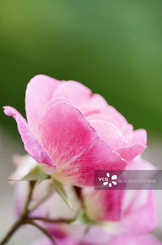 半开玫瑰花侧面图片素材