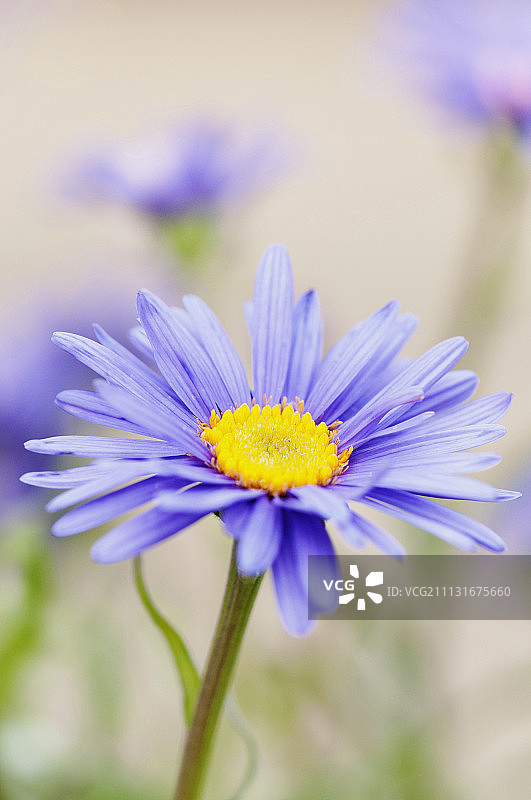 蓝色高山雏菊，学名：Aster alpinus图片素材