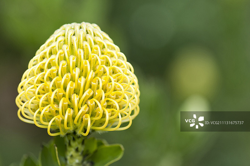 针垫花特写，展示复杂图案图片素材