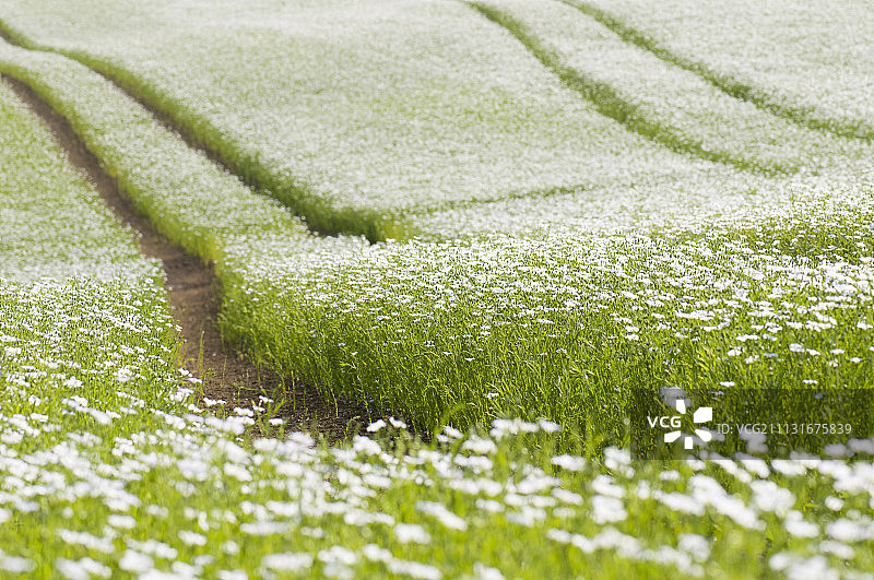 亚麻、亚麻籽，农用车辙草甸中淡蓝色花朵图片素材