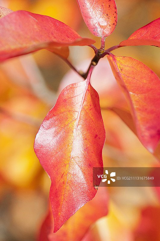 红树（Nyssa sylvatica），充满活力的橙色秋叶的嫩枝特写图片素材