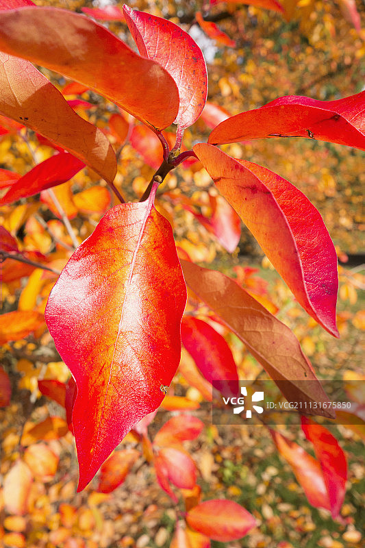 红树（Nyssa sylvatica），充满活力的橙色秋叶的嫩枝特写图片素材